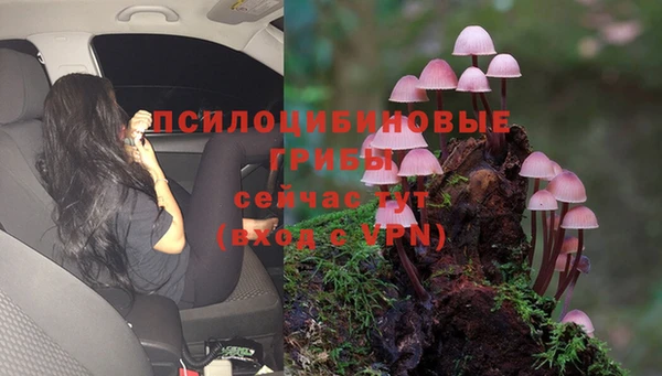 прущие грибы Осинники